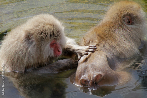 Foto Japanese Macaque grooming in hot spring