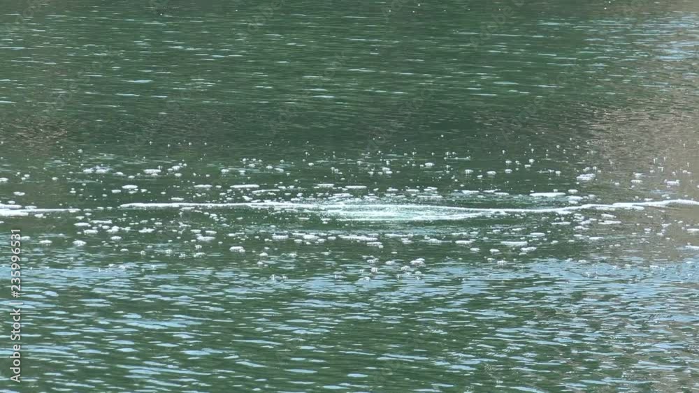 Methane gas bubbling to the surface in a lake Methane gas bubbling to the surface in a lake