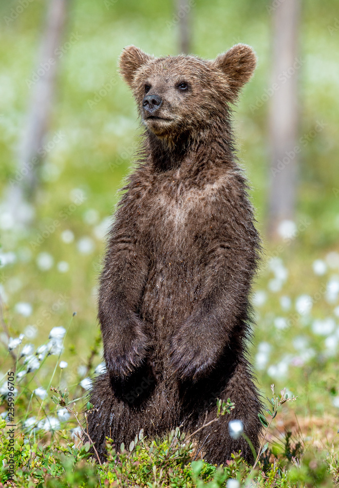 Fototapeta premium Brown bear cub stands on its hind legs in the summer forest among white flowers. Scientific name: Ursus arctos. Natural Background. Natural habitat. Summer season.