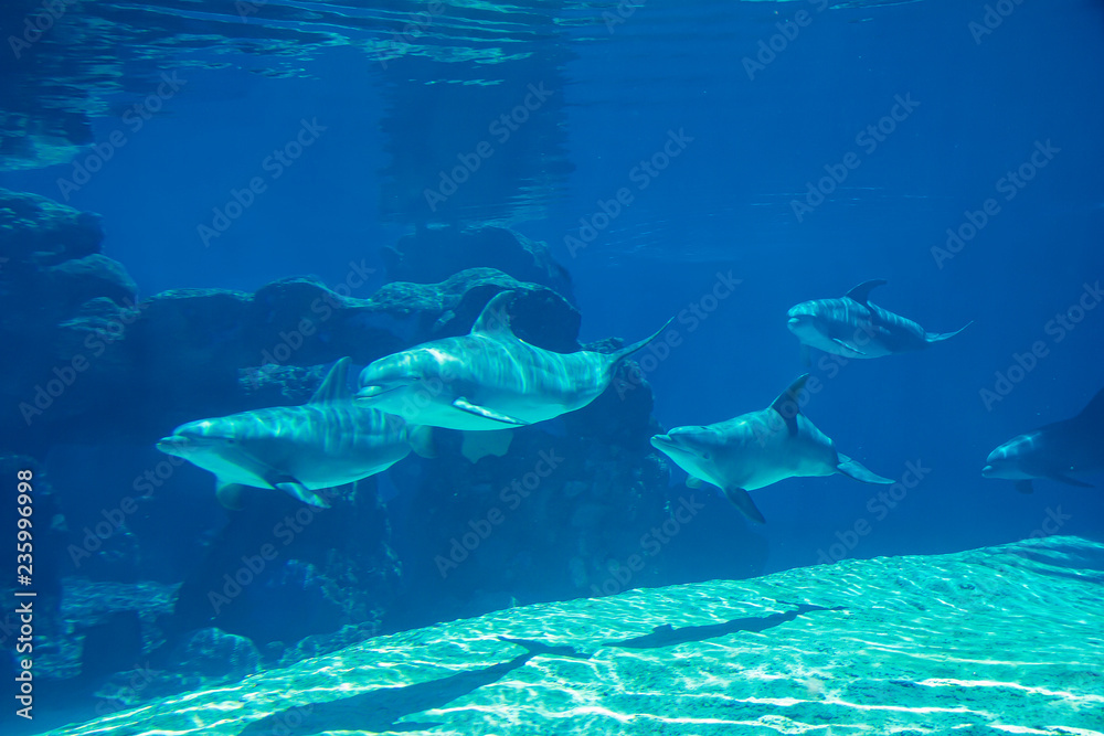 Obraz premium Underwater portrait of happy smiling bottlenose dolphins swimming and playing in blue water