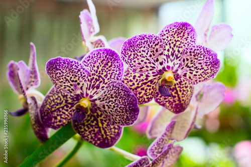 Beautiful flowers of purple orchids in a garden