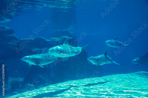 Underwater portrait of happy smiling bottlenose dolphins swimming and playing in blue water © yos_moes