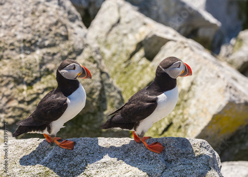 Puffins Perched Among the Rocks