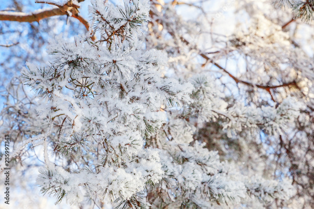 Frosty tree branch in snowy forest, cold weather in sunny morning. Tranquil winter nature in sunlight. Inspirational natural winter garden or park. Peaceful cool ecology nature landscape background Frosty tree branch in snowy forest, cold weather in sunny morning. Tranquil winter nature in sunlight. Inspirational natural winter garden or park. Peaceful cool ecology nature landscape background