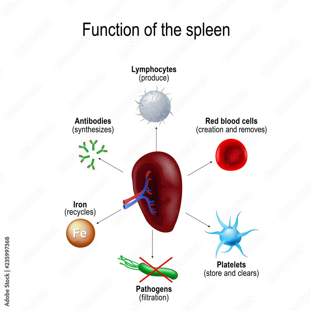 Function of the spleen - obrazy, fototapety, plakaty 