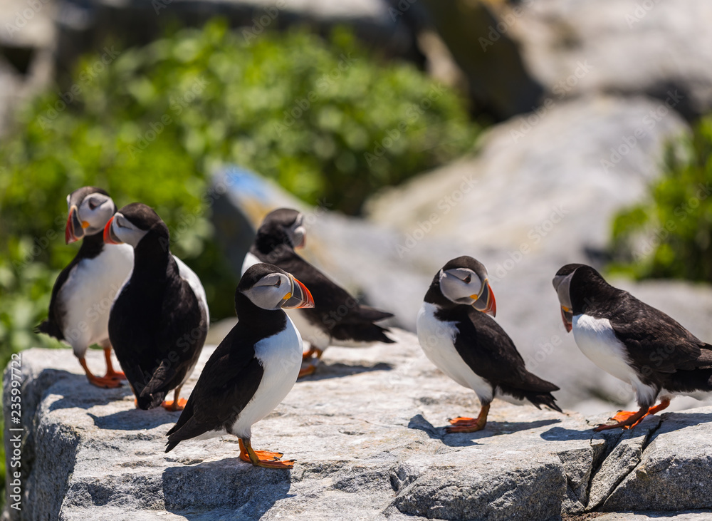 Fototapeta premium Puffins during Breeding Season