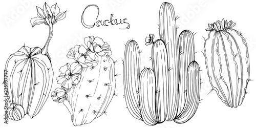 Vector Cactus. Floral botanical flower. Black and white engraved ink art. Isolated cacti illustration element.