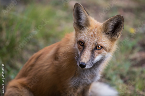 fox  2