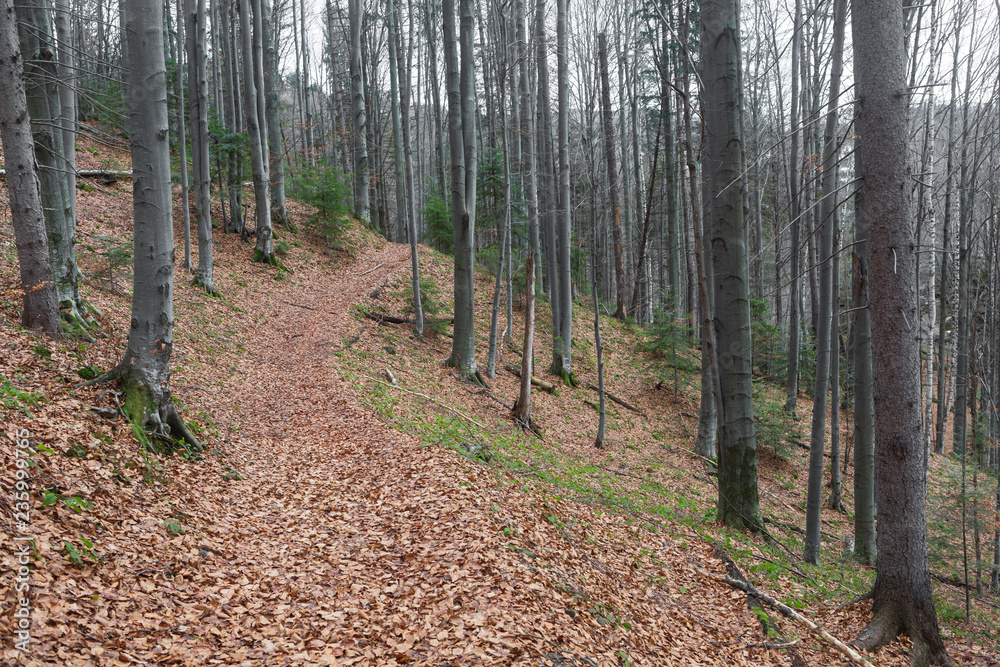 Naklejka premium Winter, mountains, forest. Winter in the mountains