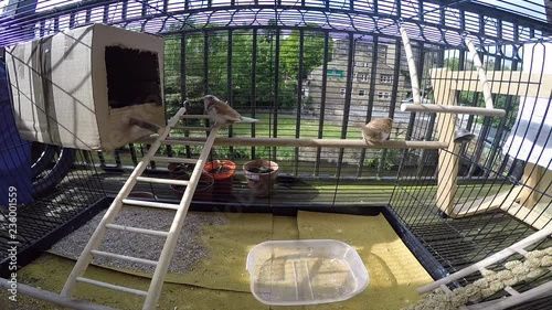 3 foreign finches inside a cage flying around and enjoying theirselves. photo