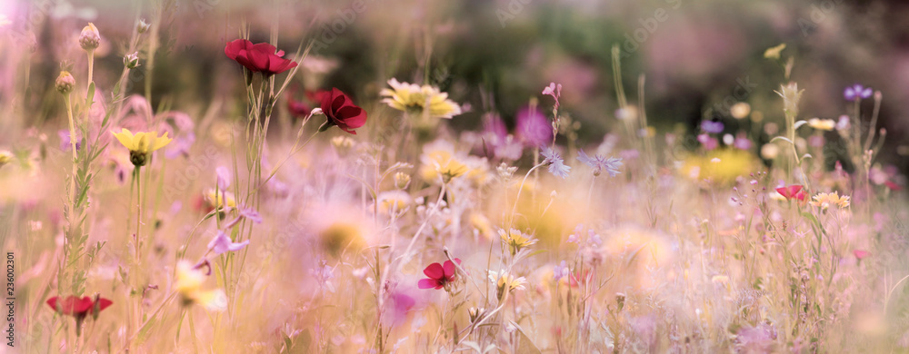 Obraz premium pastelowy transparent z dzikim kwiatem łąka