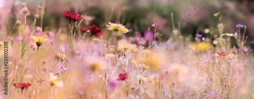 wildblumenwiese natur banner pastell #236002301