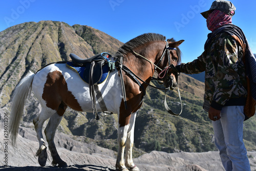 Horse for tourist rent at Mount Bromo volcanoes in Bromo Tengger Semeru National Park, East Java, Indonesia
