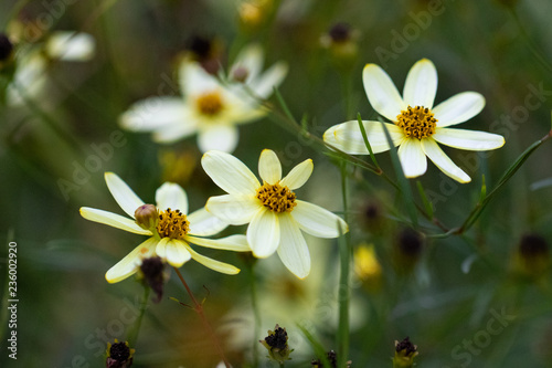 Little Yellow Daisies