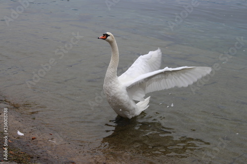 Obraz na plátně Il cigno batte le ali