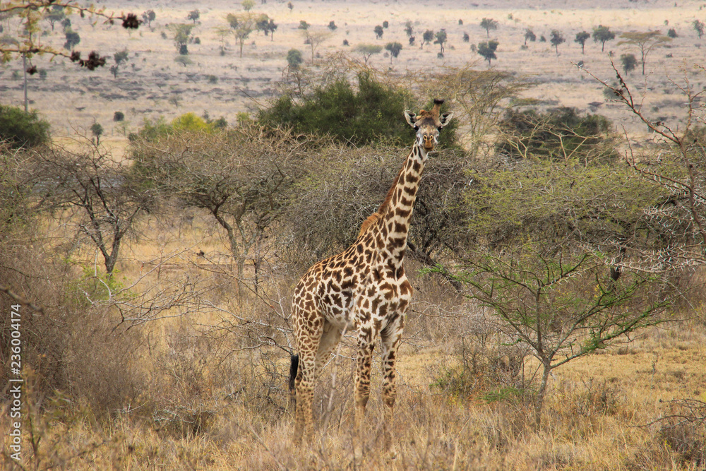 Fototapeta premium African giraffes graze in the savannah. Wildlife Africa