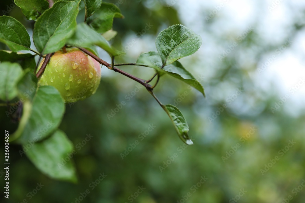 Branch of apple tree with ripe fruit in garden, closeup