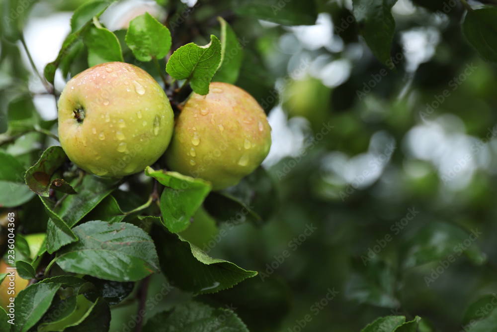 Tree branch with ripe apples in garden, closeup Tree branch with ripe apples in garden, closeup