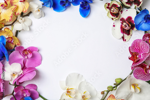 Beautiful tropical orchid flowers on white background, top view. Space for text