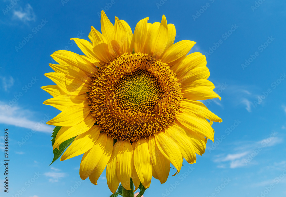 Beautiful sunflowers in the field natural background, Sunflower blooming. Beautiful sunflowers in the field natural background, Sunflower blooming.