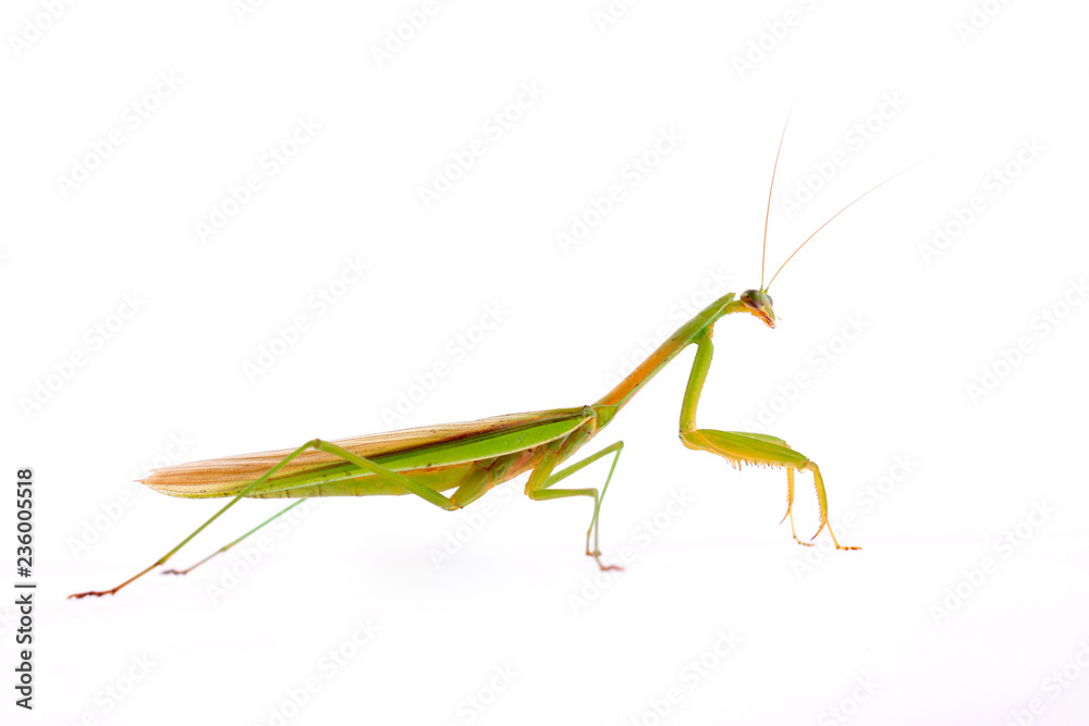 Mantis in white background