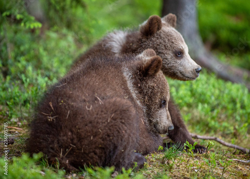 Brown bear cubs in the summer forest. Scientific name: Ursus arctos. Natural Green Background. Natural habitat.
