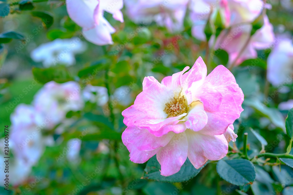 Rose Rose