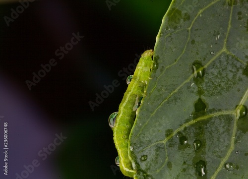 Bruco verde: Chrysodeixis chalcites, Alsophila aescularia, su foglia di cavolo. photo