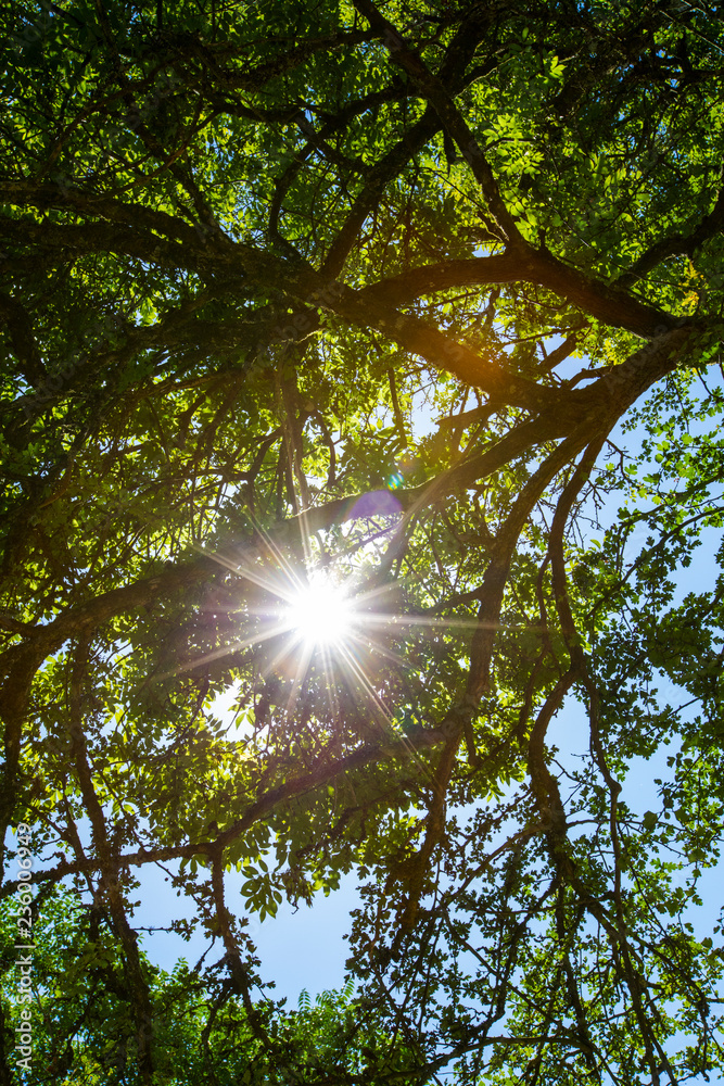 Obraz premium Sun Shining Through the Trees