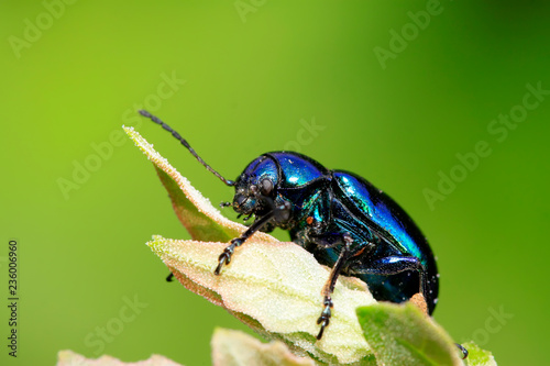 beetle on green leaf