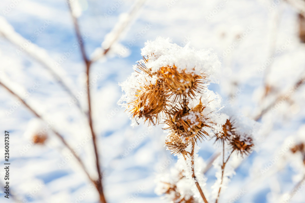 Frosty burdock grass in snowy forest, cold weather in sunny morning. Tranquil winter nature in sunlight. Inspirational natural winter garden, park. Peaceful cool ecology landscape background Frosty burdock grass in snowy forest, cold weather in sunny morning. Tranquil winter nature in sunlight. Inspirational natural winter garden, park. Peaceful cool ecology landscape background