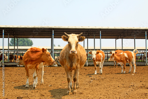 Beef cattle in a farms