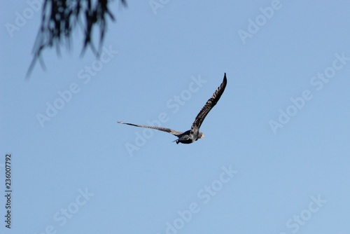 Animal sauvage en libert   en Australie