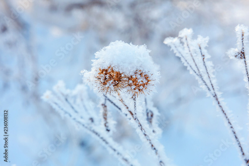 Frosty burdock grass in snowy forest, cold weather in sunny morning. Tranquil winter nature in sunlight. Inspirational natural winter garden, park. Peaceful cool ecology landscape background © Юлия Завалишина