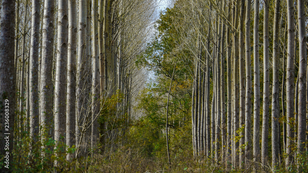 Alignements d'arbres Alignements d'arbres