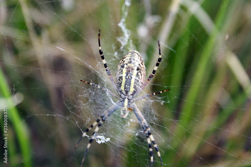 Yellow-black spider in her spiderweb (Argiope bruennichi) Yellow-black spider in her spiderweb (Argiope bruennichi)