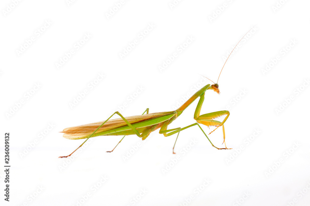 Mantis in white background Mantis in white background