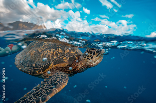 Closeup shot of a turtle underwater making air bubble, a girl swimming next to an animal