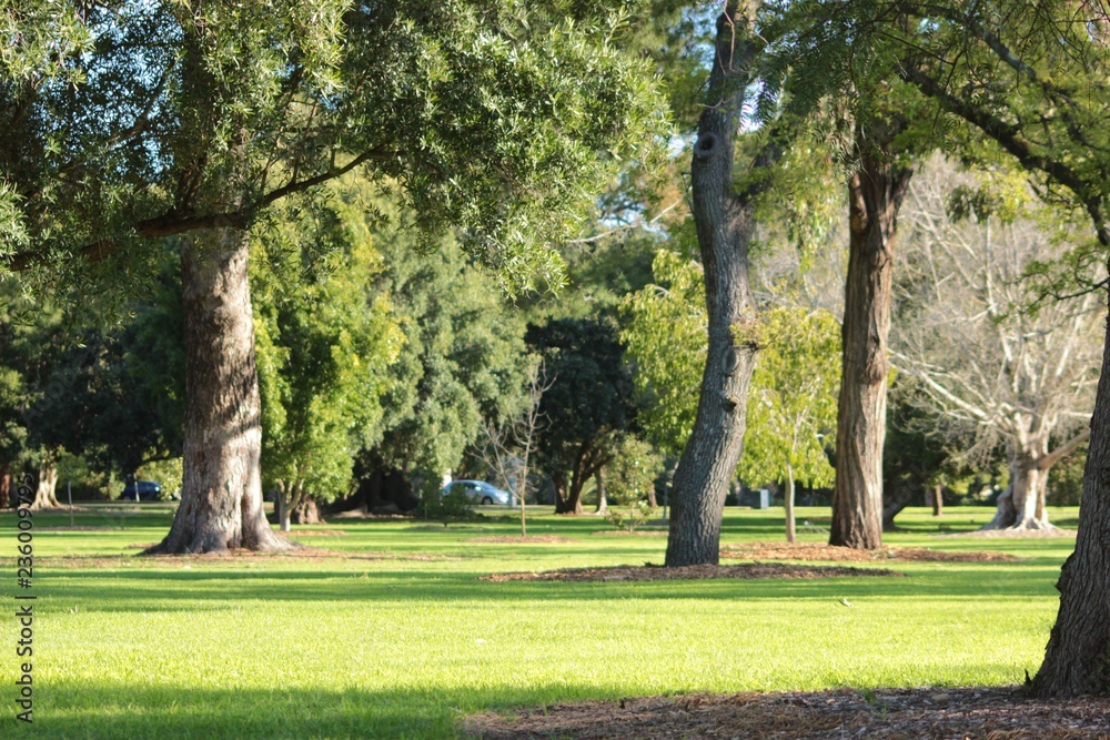 paysage et végétation nature en plein air en Australie