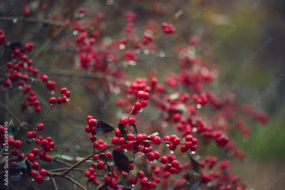 A bush full of red berries in a cold winter rain A bush full of red berries in a cold winter rain