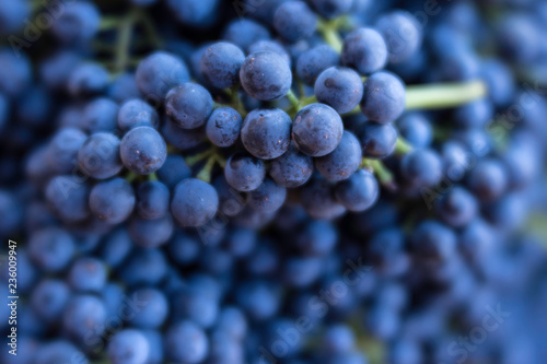Syrah grapes at harvest, DA Ranch, Verde Valley Wine Trail, Arizona photo