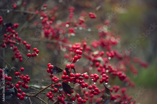 A bush full of red berries in a cold winter rain © Amy Buxton