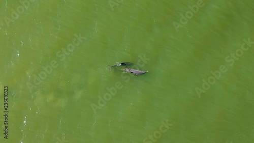 Aerial footage of a mother and baby dolphin swimming together off the coast of Sanibel Island Florida. photo