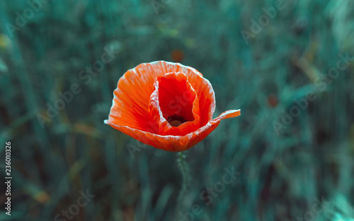 Fototapeta Naklejka Na Ścianę i Meble -  wild poppy flower at sunset
