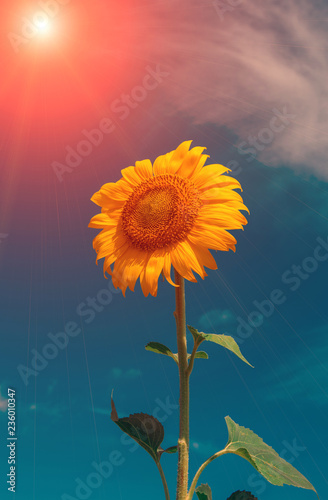 Fototapeta Naklejka Na Ścianę i Meble -  wild poppy flower at sunset
