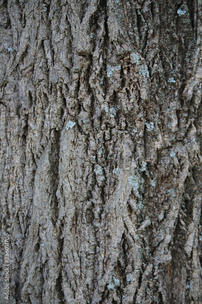 texture, wood