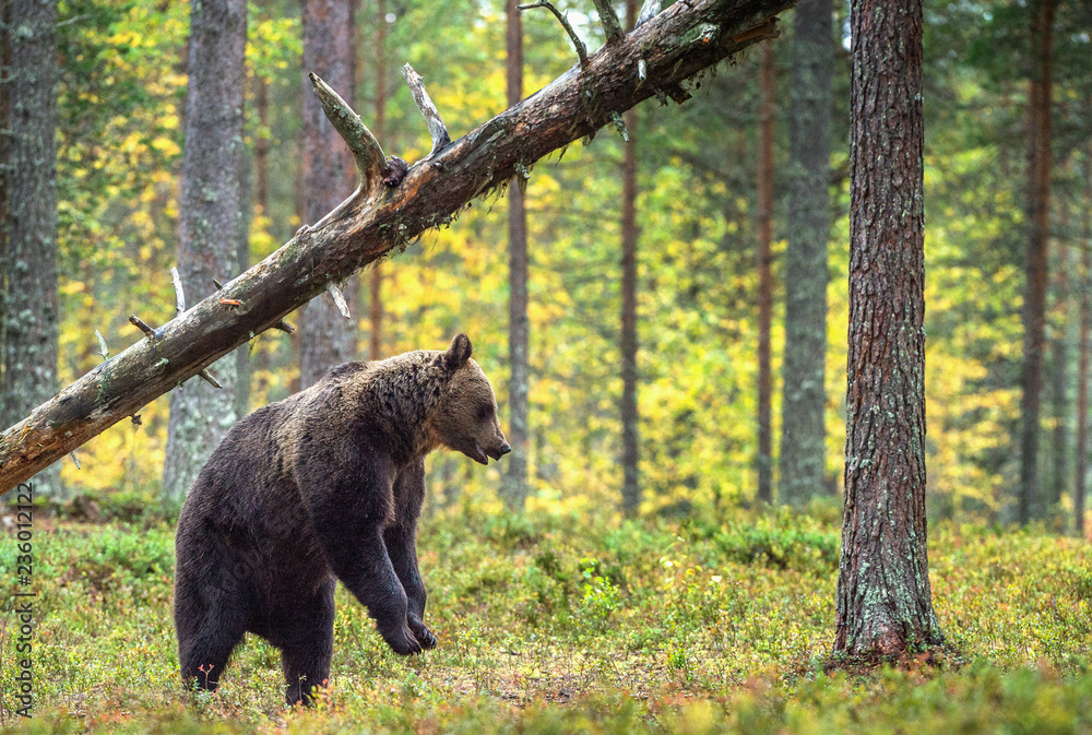 Obraz premium Brown bear standing on his hind legs in the autumn forest among white flowers. Front view. Natural Habitat. Brown bear, scientific name: Ursus arctos. Summer season.