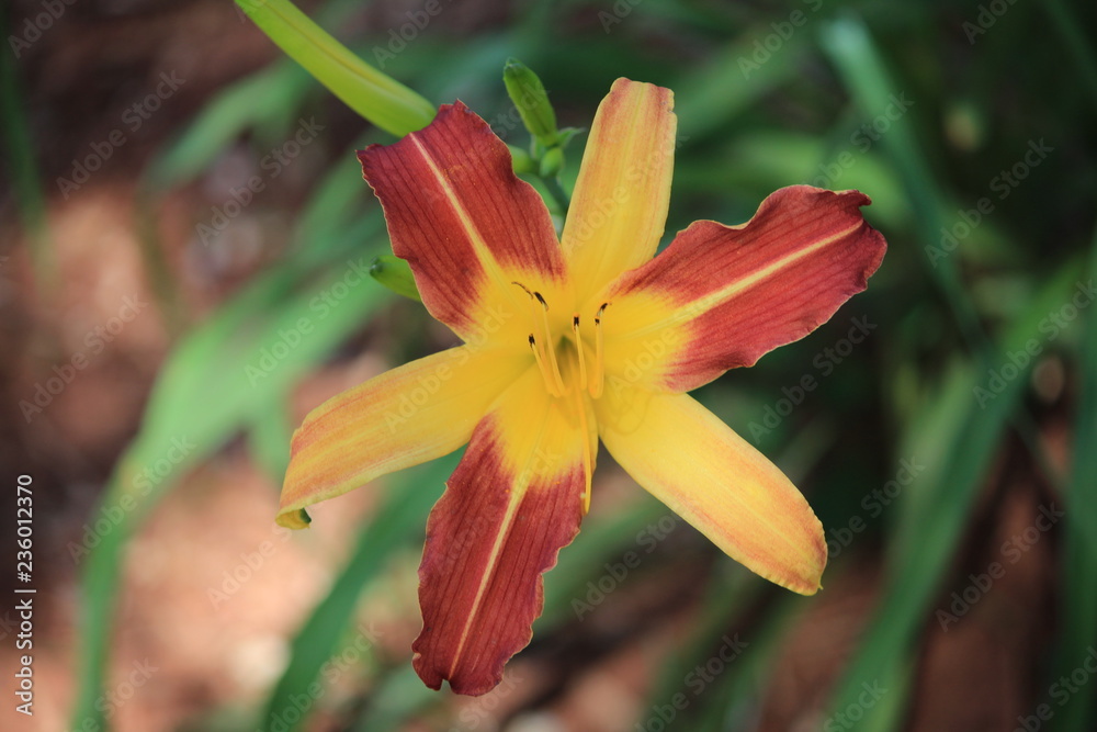 Flor Flor