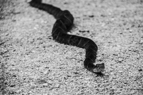 Un serpente nel parco nazionale Podocarpus, Ecuador