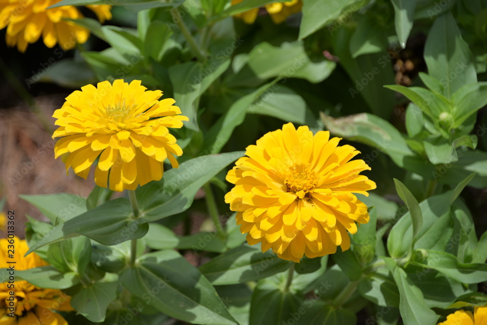 Yellow flowers Yellow flowers